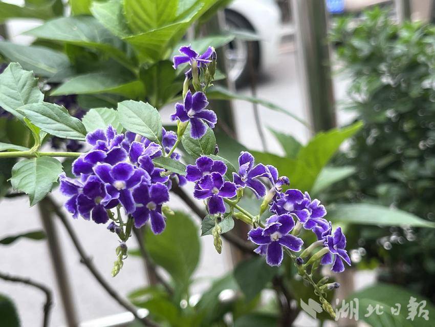 羽林平台注册网址